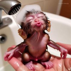 a small toy monkey sitting on top of a person's hand under a faucet