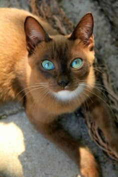 a cat with blue eyes laying on the ground