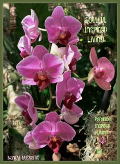 pink orchids are blooming in the garden with words about their meanings and meaning