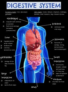 an image of the human digest system