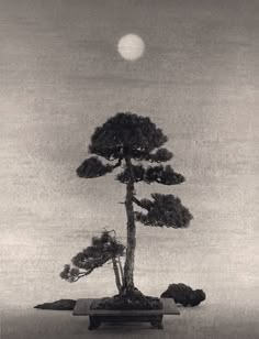 a black and white photo of a pine tree with the moon in the sky behind it