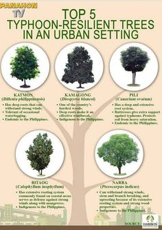 the top 5 types of trees in an urban setting, with their names and description