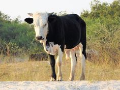 a black and white cow standing in the grass