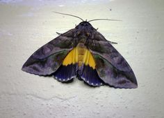 a purple and yellow moth sitting on top of a white wall