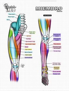 the muscles are labeled in this diagram