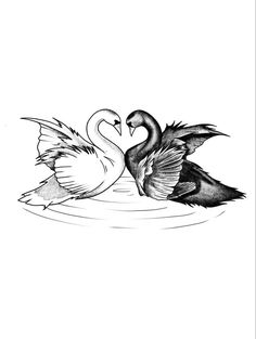 two swans swimming in the water with their wings spread out to touch each other's heads