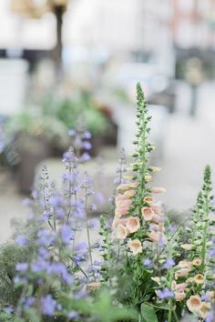 pink and blue flowers are in the foreground with other plants on the sidewalk behind them