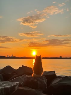 a cat sitting on rocks watching the sun set