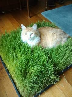 an orange and white cat laying on top of green grass in the middle of a wooden floor