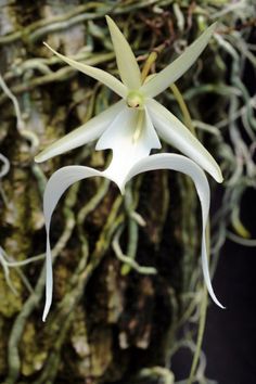 a white flower is hanging from a tree