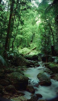 a stream running through a lush green forest filled with rocks and trees, surrounded by greenery