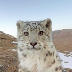 a snow leopard looks at the camera while standing on top of a snowy hill with mountains in the background