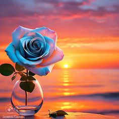 a blue rose in a glass vase with the sun setting over the ocean behind it