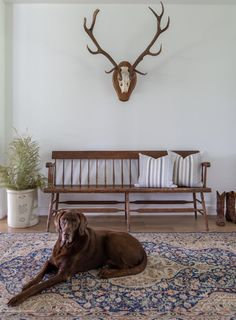 a brown dog laying on top of a rug next to a wooden bench and deer head