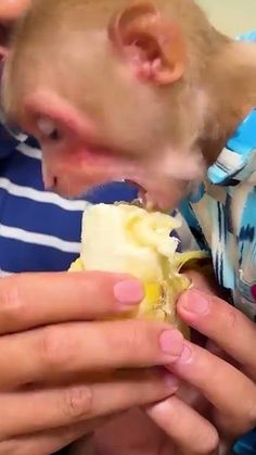 a man is eating something while wearing a blue and white striped shirt with his hands