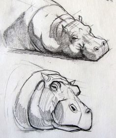 two drawings of different types of hippos, one is laying down and the other is lying down