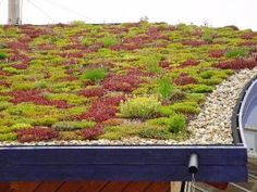 a green roof with plants growing on it