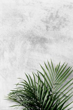 a palm tree in front of a concrete wall