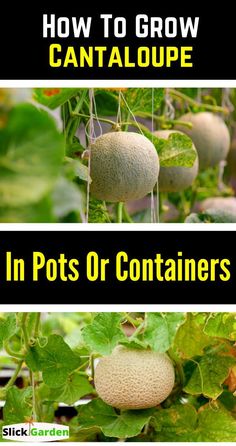 how to grow cantaloupe in pots or containers