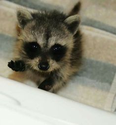 a small raccoon is sitting on the stairs