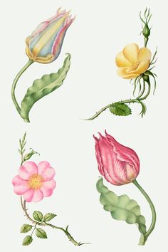 Botanical Sketchbook, Vintage Leaves, Free Illustration Images, Folk Art Flowers, Flowers Vector, Vintage Flower Prints, Antique Artwork, Antique Illustration, Yellow Tulips