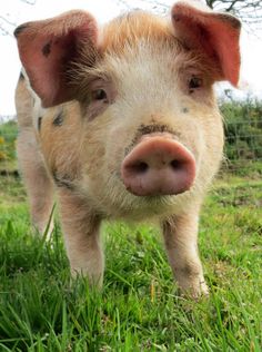 a small pig standing on top of a lush green field