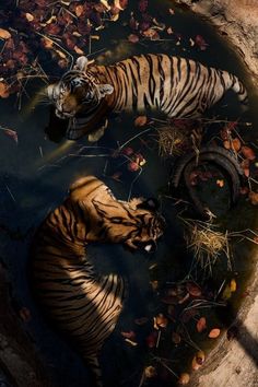 two tigers are in the water next to each other