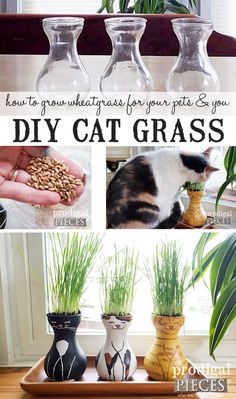 the instructions for how to make cat grass in vases