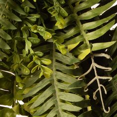 a close up of some green leaves on a tree