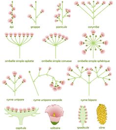 different types of flowers and their names