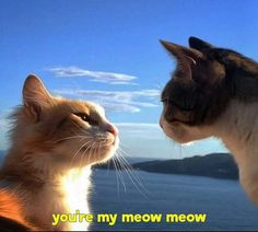 two cats looking at each other with the caption you're my meow meow