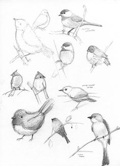 pencil drawings of different kinds of birds on a branch