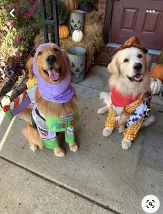 two dogs dressed up for halloween sitting on the front porch