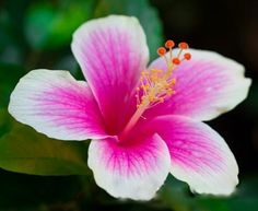 a pink and white flower with green leaves