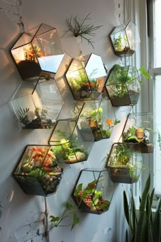 several hexagonal glass shelves filled with plants on a wall next to a window