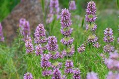 some purple flowers are growing in the grass