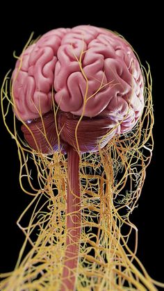 the human brain is shown with yellow wires on its head and neck, as if it were tangled together