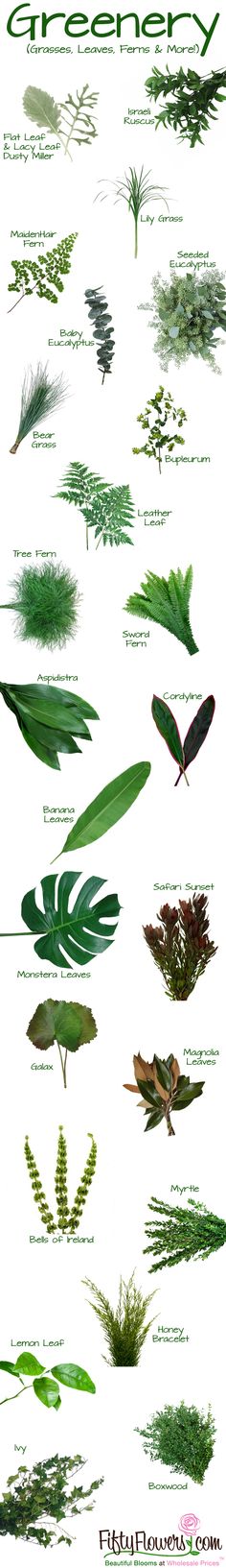 an image of different types of plants