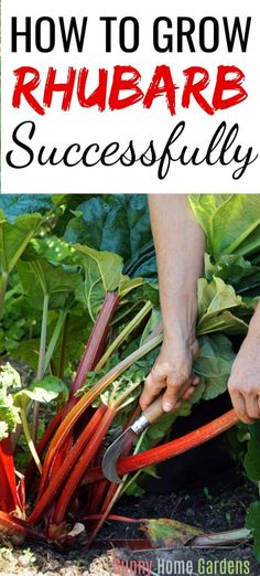 how to grow rhubare successfully in the garden with text overlay reading how to grow rhubare successfully