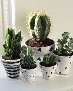 there are many different kinds of cactus in the pots