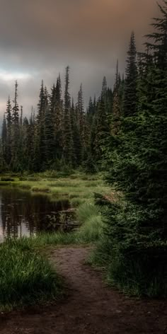 a path leading to a body of water surrounded by pine trees and tall evergreens