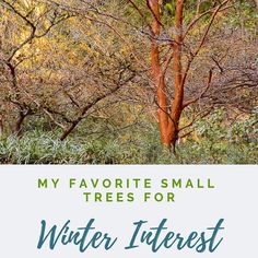 the words, my favorite small trees for winter interest are in front of some trees