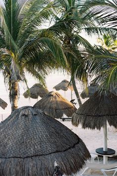 palm trees line the beach with chairs and umbrellas