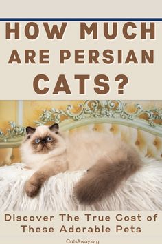 a cat laying on top of a couch with the caption how much are persian cats?