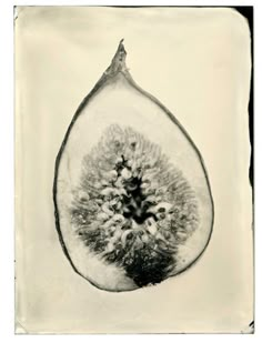 a black and white photo of a half - eaten kiwi fruit with the seeds still attached