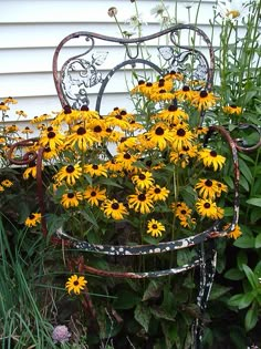 yellow flowers are growing in an old chair