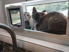 two cats are sitting in the window sill