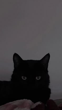 Gatinho preto do olho verde Black Cat Aesthetic, Black Cats, Black Aesthetic, Dark Aesthetic, Black Cat, Cute Animals, Pasta, Wallpapers