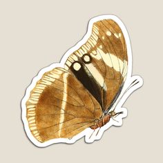 a close up of a butterfly on a white background