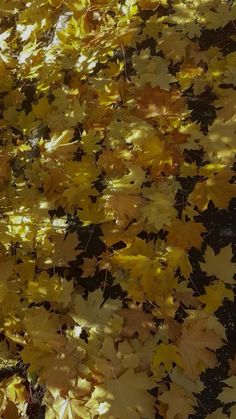 yellow and brown leaves on the ground